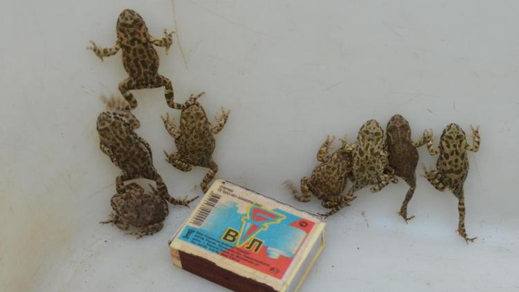 Нашествие жаб случилось в селе Дивном на Ставрополье