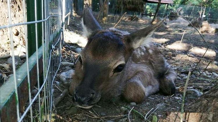 У оленей-маралов в невинномысском парке «Шерстяник» родился первенец