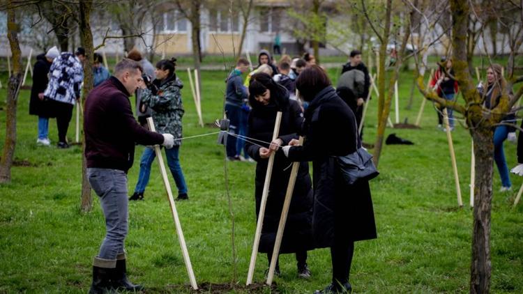 В парке Победы Невинномысска высадили сотню клёнов