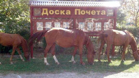 В центре села Надзорного пасутся кони