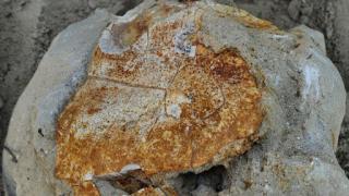 Найденная в карьере древняя черепаха жила на Ставрополье 8 млн лет назад