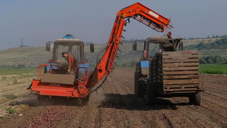 Ставропольские овощеводы уже собрали более 5,5 тысячи тонн лука