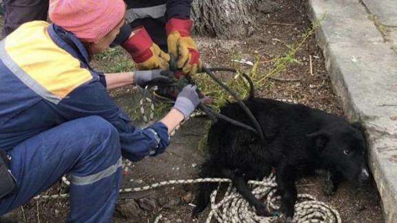 В Кисловодске спасатели вызволили собаку из реки