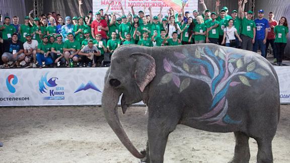 Гостьей форума «Машук-2015» стала слониха Ранго
