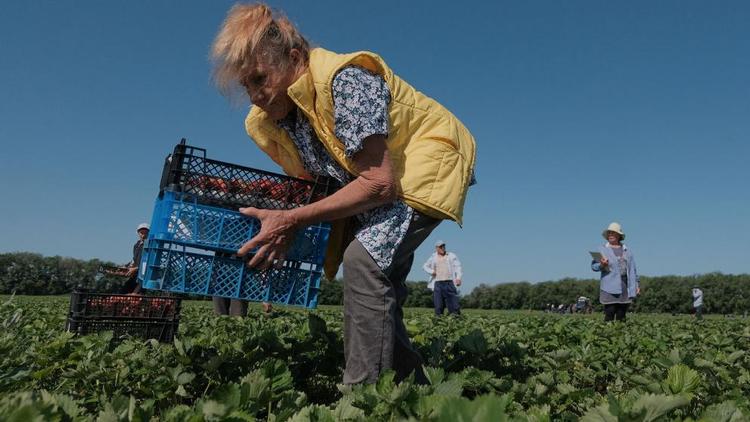 В 2021 году на Ставрополье соберут больше садовой земляники