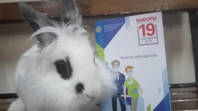 В Ессентуках избирательница пришла проголосовать вместе с ручным кроликом
