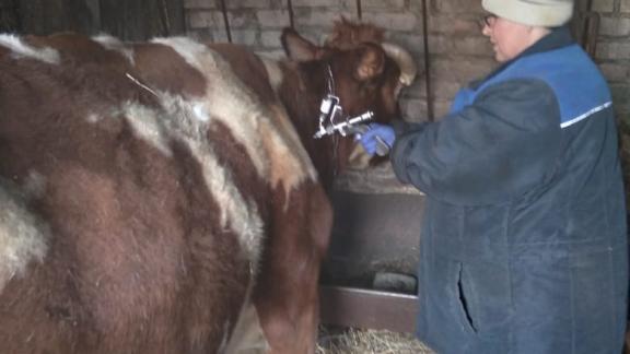 На Ставрополье ветеринары вакцинировали почти 7 тысяч животных