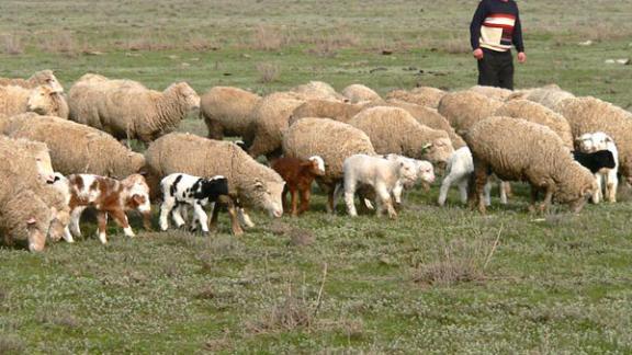 Опытом ведения овцеводства и козоводства делились ставропольцы в Москве
