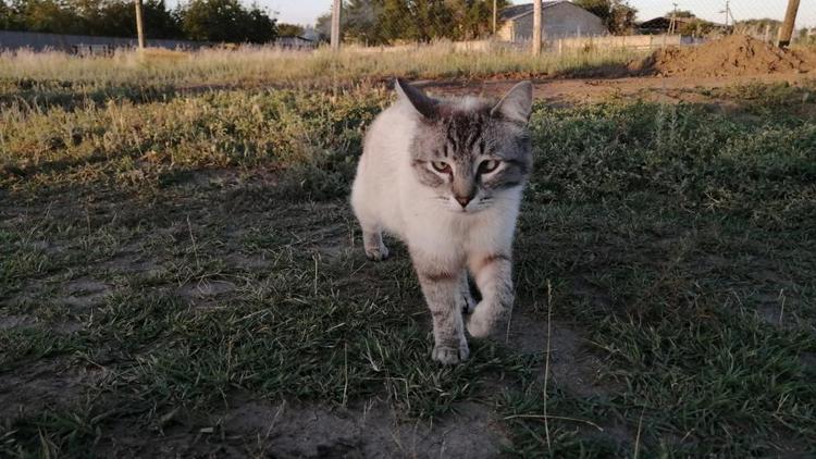 Ставропольские ветеринары спасли жизнь кошке
