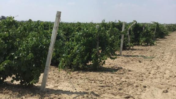 В Левокумском районе Ставрополья идут работы на виноградниках