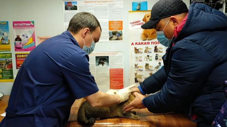 В Пятигорске против бешенства вакцинировали 31 питомца