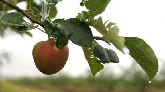 1,5 миллиона саженцев яблони вырастят на Ставрополье в 2018 году