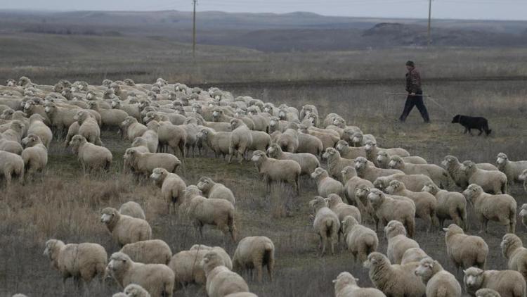 В Андроповском округе Ставрополья штрафуют владельцев безнадзорного скота