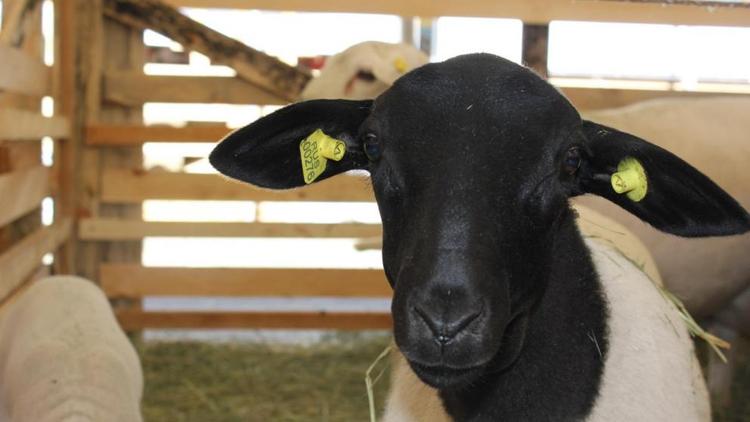 На Ставрополье фермеры разводят овец редких пород