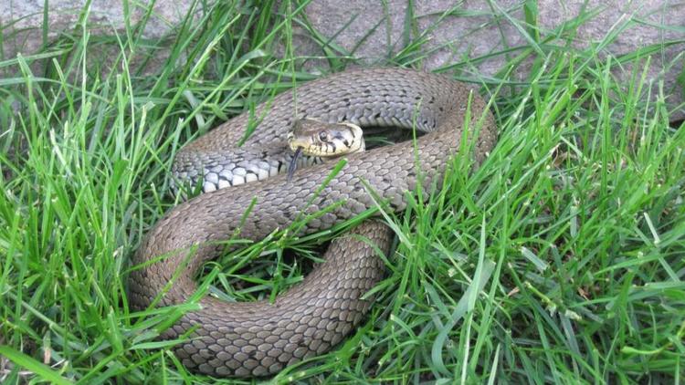 Змея заползла в дом семьи в Левокумском районе