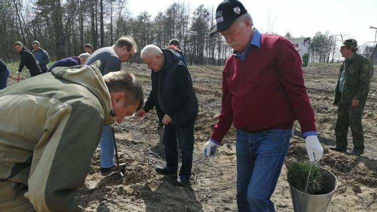 В Грачёвском округе Ставрополья высадили 3 тысячи сосен