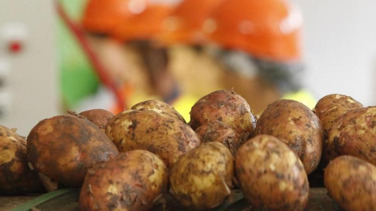 На Ставрополье предприниматель создаёт картофельную ферму по «Агростартапу»
