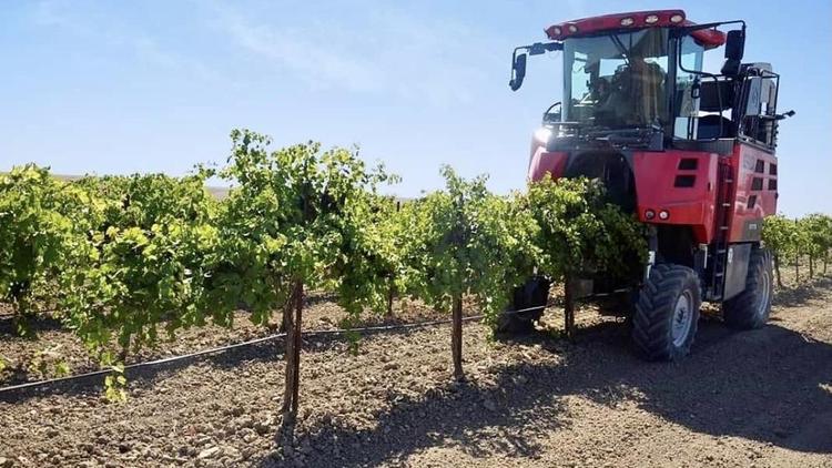 На поддержку ставропольских виноградарей направят свыше 226 млн рублей