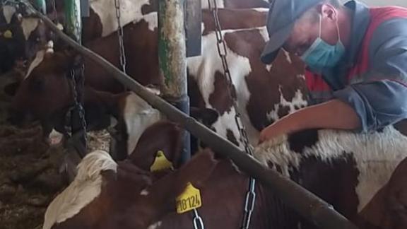 В Кочубеевском районе Ставрополья вакцинировали 82 коровы против бруцеллёза