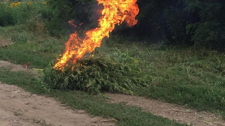 На окраине Невинномысска сожгли четверть тонны дикорастущей конопли