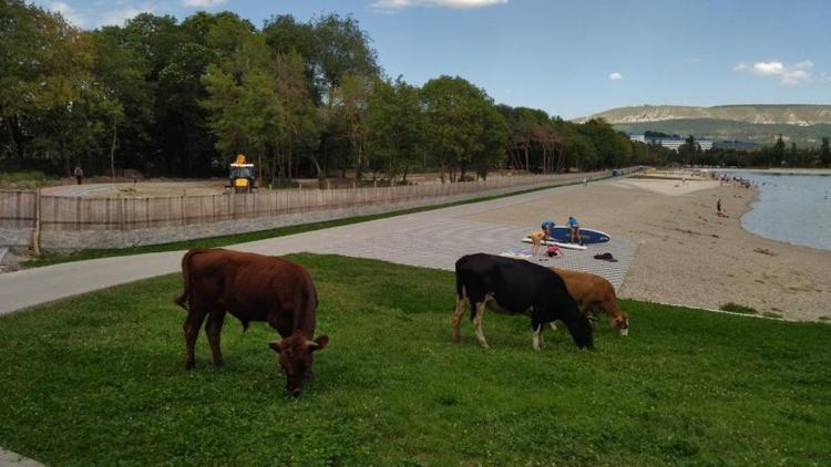 В Кисловодске на штрафстоянку отправили коров