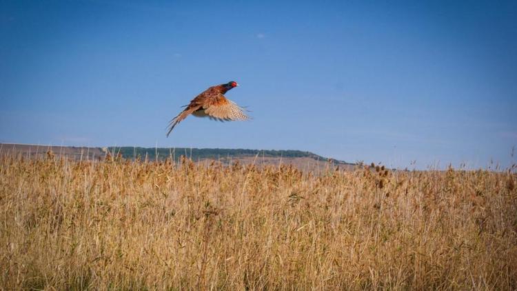 Охотничьи угодья на Ставрополье пополнятся северокавказскими фазанами