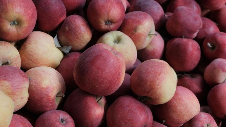 На Ставрополье собрали 13,2 тысячи тонн яблок