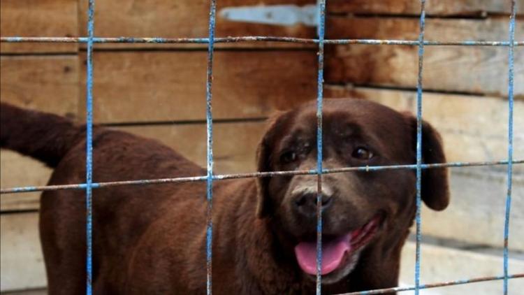 Финансирование на отлов бездомных собак в Кисловодске увеличат вдвое
