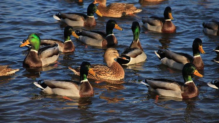 На Ставрополье стартует учёт численности водоплавающих и болотно-луговых птиц