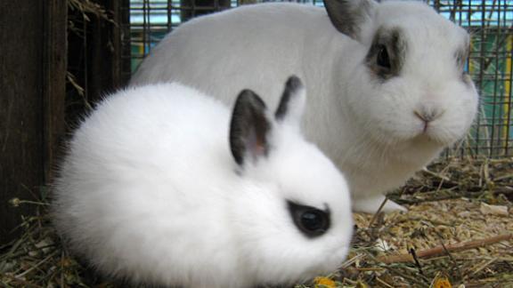 Для кроликов – праздничный ужин в ставропольском зоопарке