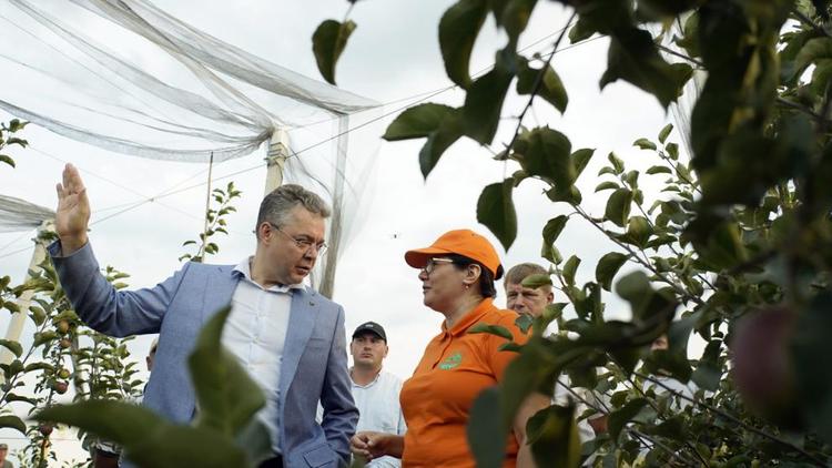 Губернатор Ставрополья осмотрел фруктовый сад в Невинномысске