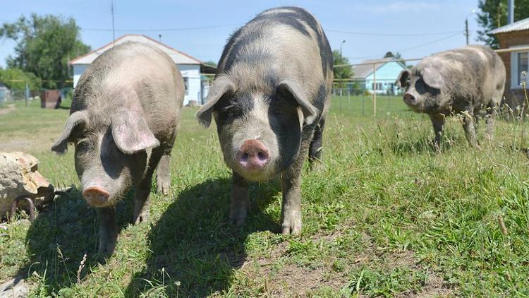 В ставропольском селе Ачикулак нашли похитительницу свиньи вьетнамской породы