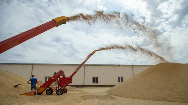 Ставрополье отправило на экспорт более 100 тысяч тонн зерна