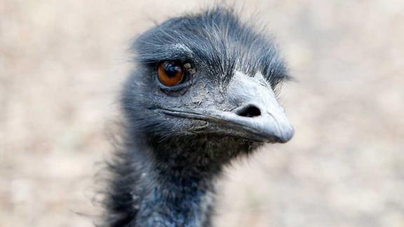 На Ставрополье планируют массово разводить страусов