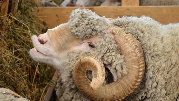 Ставрополец похитил с чужой фермы 11 овец и козла