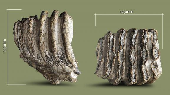 Палеонтологи СКФУ обнаружили зубы Южного слона