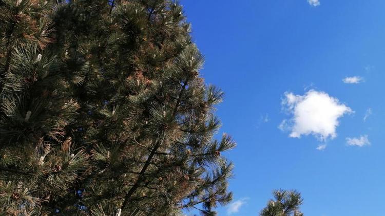 Шаляпинская ель в Кисловодске может стать «Российским деревом года»