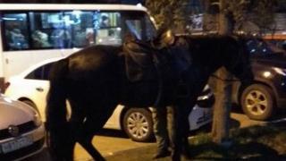 Оштрафован хозяин лошадей, разгуливающих по Кисловодску