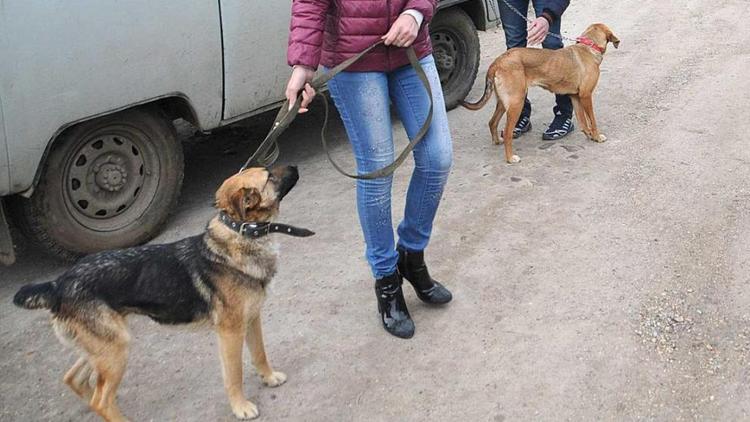 В Пятигорске бездомных собак стерилизуют и лечат