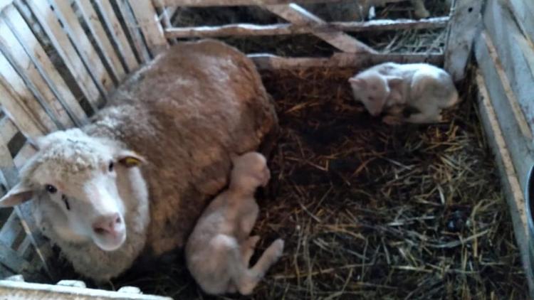 На Ставрополье в 2022 году рассчитывают увеличить поголовье овец