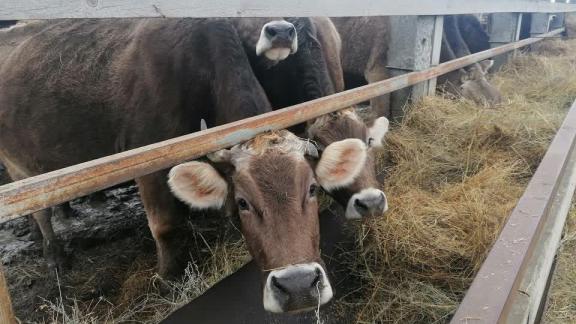 Ставропольский фермер содержит 100 голов племенных молочных коров