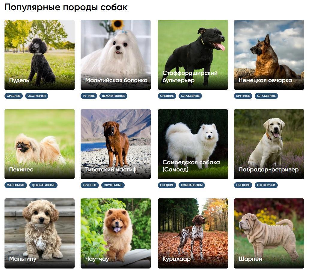 Какая собака вам подходит: полный каталог с фото и названиями пород |  Ставропольская правда