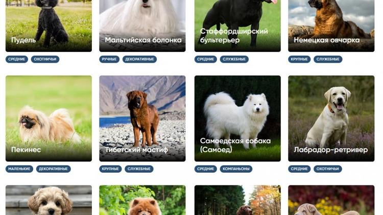 Какая собака вам подходит: полный каталог с фото и названиями пород