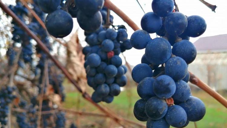 На Ставрополье в 27 хозяйствах убирают виноград