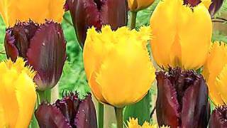 Луковицы тюльпанов: как сажать, где купить, виды