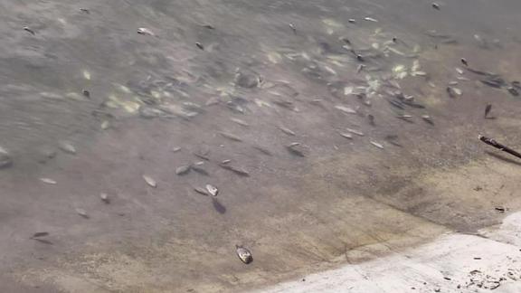 Мёртвых карасей обнаружили на берегу Старого озера в Кисловодске