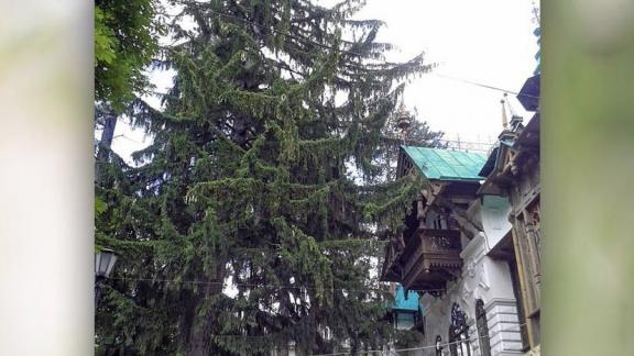 «Шаляпинская» ель на Ставрополье претендует на статус главного дерева России