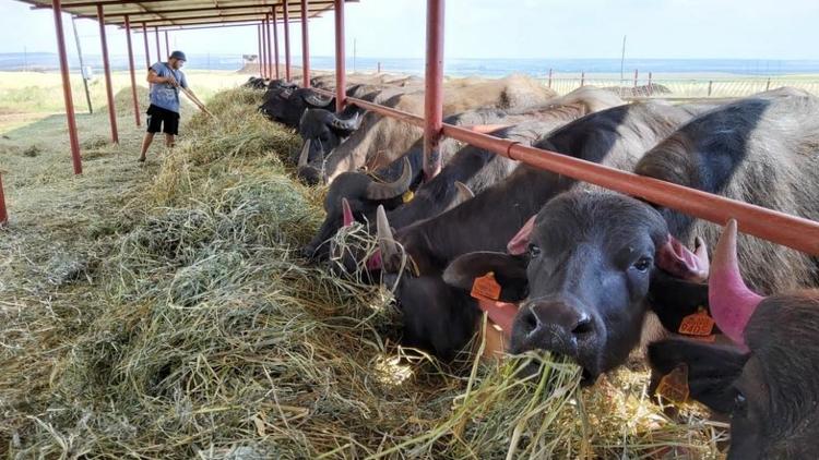 На Ставрополье полным ходом идёт строительство первой в России буйволиной фермы