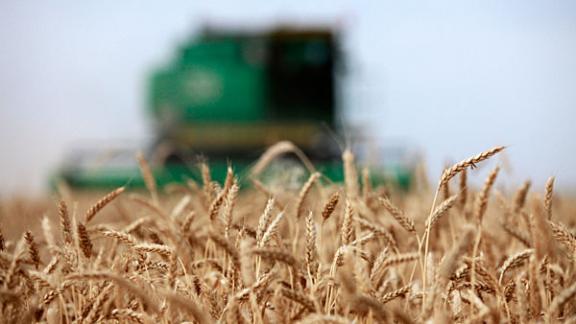 Общий сбор зерна с полей Ставрополья составляет 2 миллиона тонн