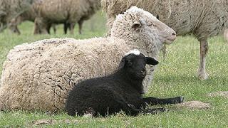 Перспективы развития овцеводства обсудили в минсельхозе РФ